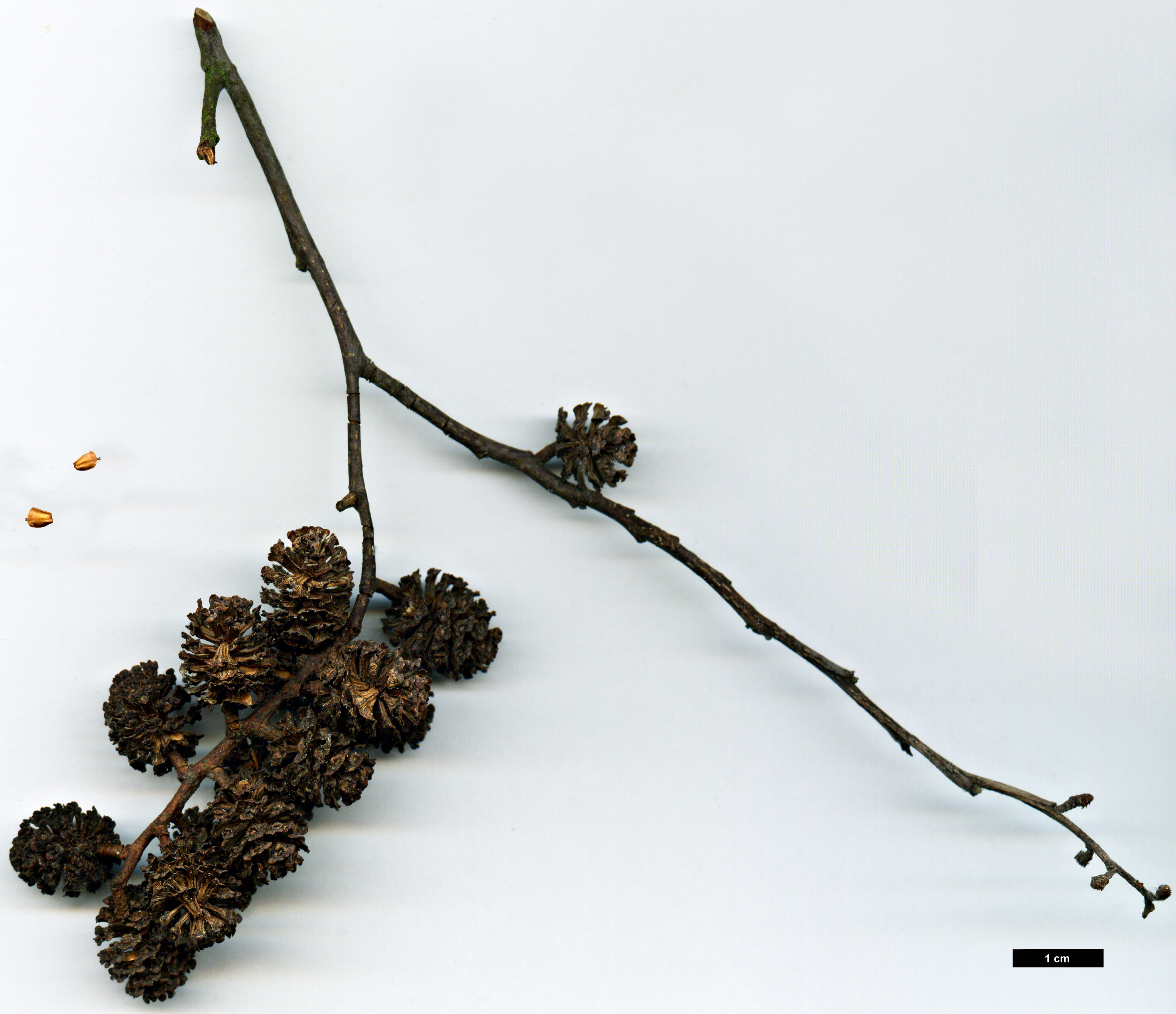 High resolution image: Family: Betulaceae - Genus: Alnus - Taxon: henryi 